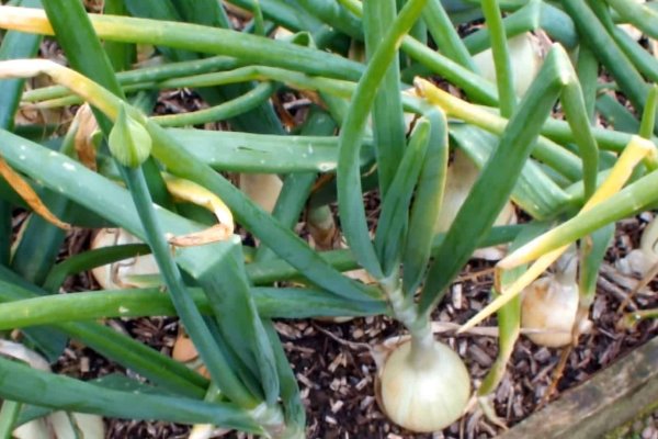 Kraken маркетплейс зеркала